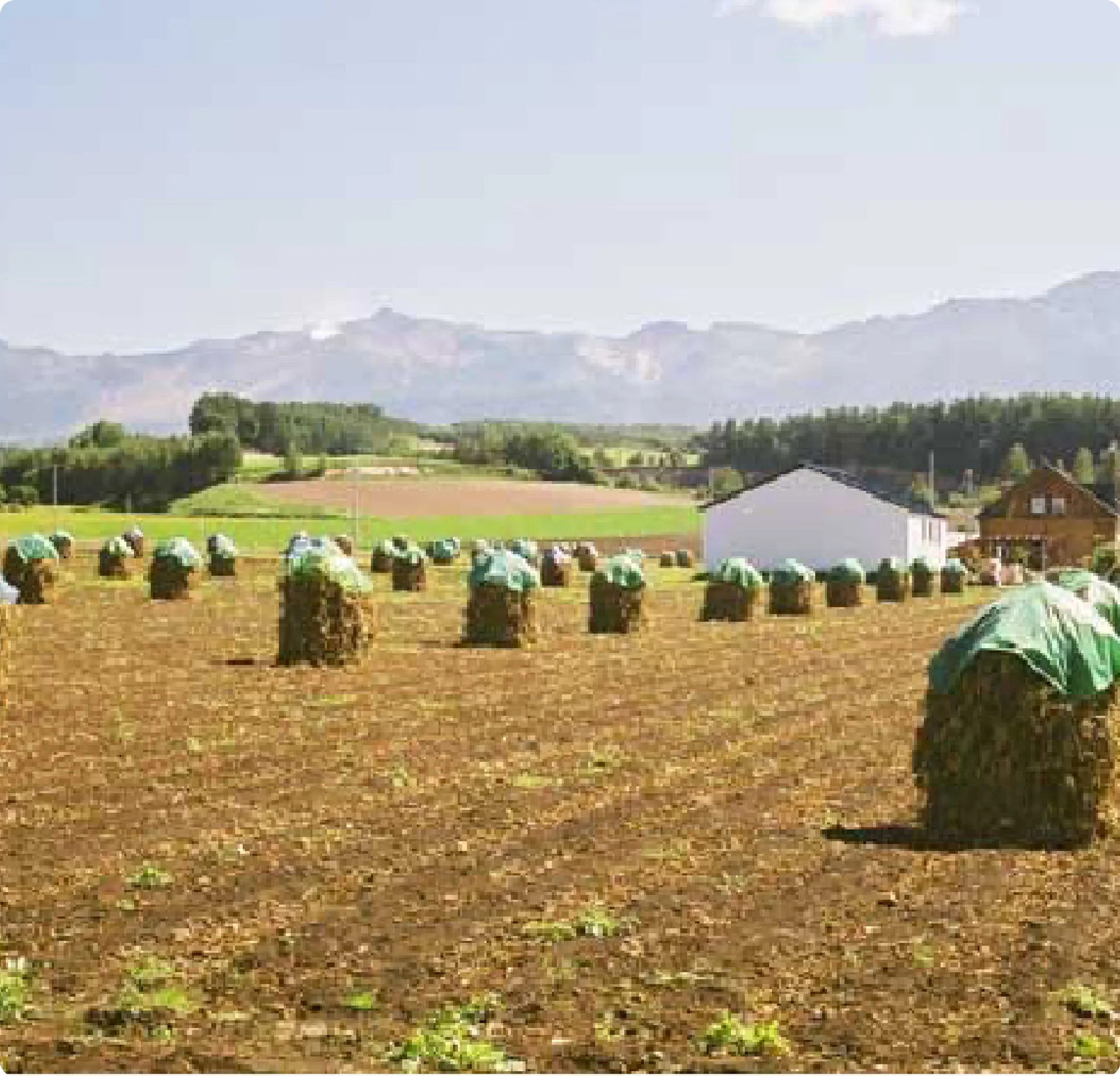 収穫後の牧草が並ぶ富良野の農地風景
