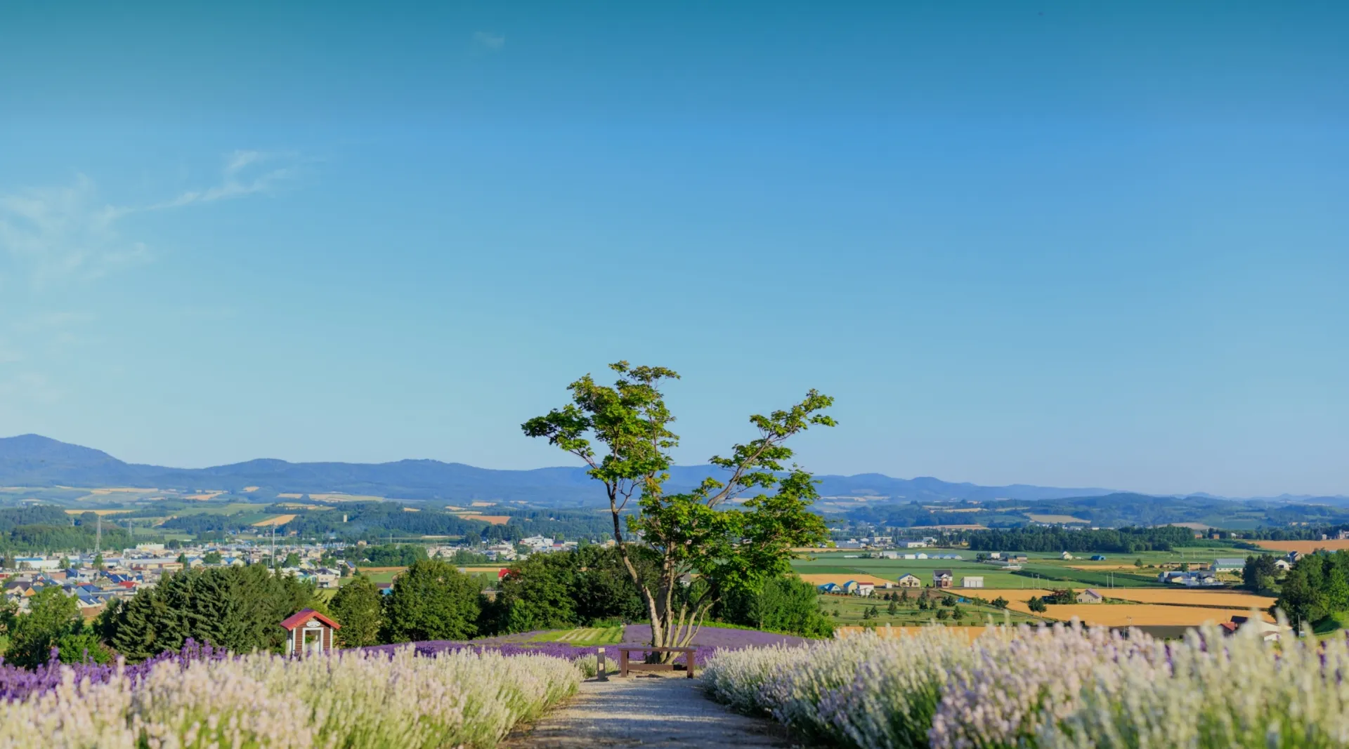 reform-remodeling-head