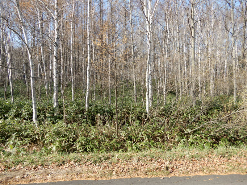 【売土地】空知郡南富良野町字幾寅1333-2